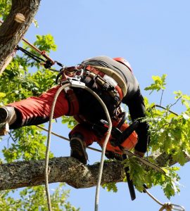 Artisan Abattage Elagage Arbres