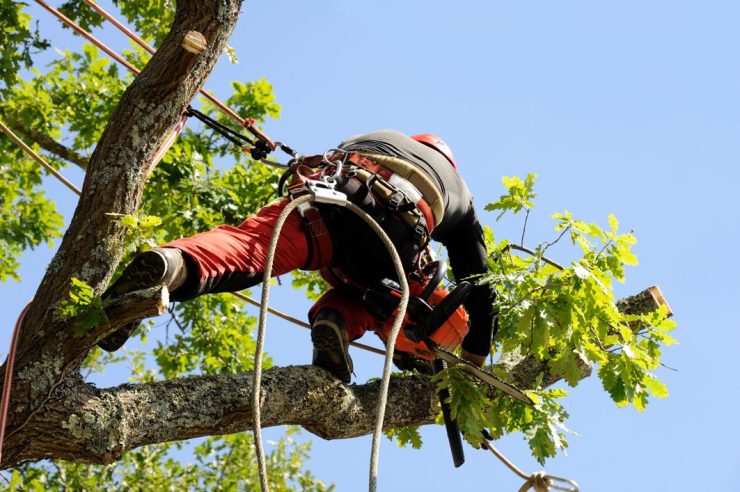 Artisan Abattage Elagage Arbres